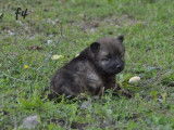 1 chiot Eurasier femelle LOF à réserver