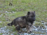 1 chiot Eurasier femelle LOF à réserver