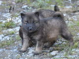 1 chiot Eurasier femelle LOF à réserver