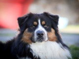 Chien adulte Berger Australien LOF tricolore pour une saillie