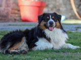 Chien adulte Berger Australien LOF tricolore pour une saillie