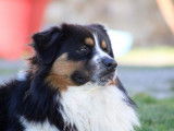 Chien adulte Berger Australien LOF tricolore pour une saillie