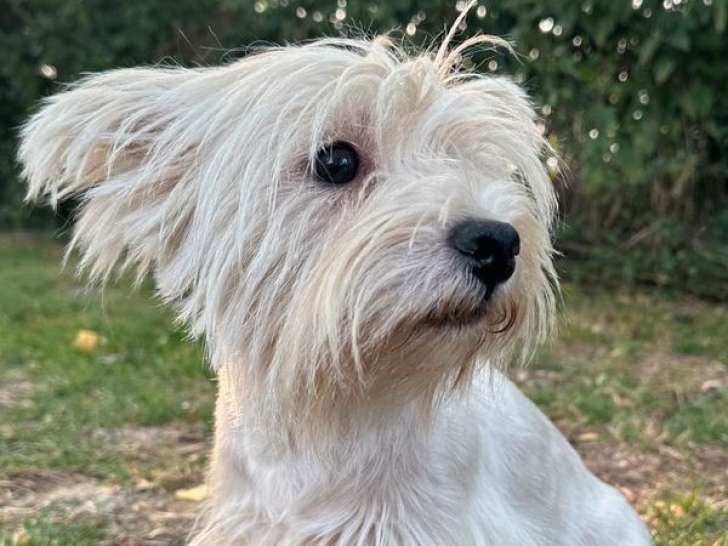 Chienne Westie LOF de 3 ans disponible à la vente