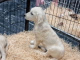 3 chiots mâles Golden Retrievers disponibles (LOF)