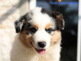 Disponibles à la vente 5 chiots Bergers Australiens LOF