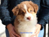 Disponibles à la vente 5 chiots Bergers Australiens LOF