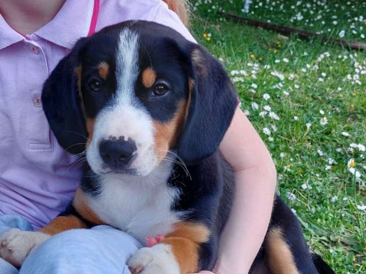 Chiots de type Bouvier de l'Entlebuch à vendre (Il Reste 1 femelles )