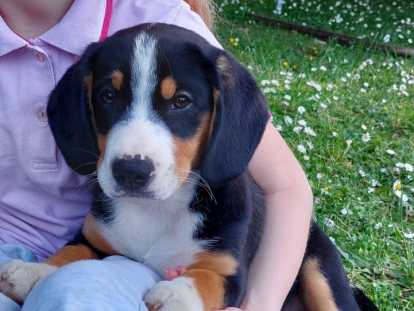Chiots de type Bouvier de l'Entlebuch à vendre