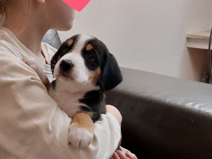 Chiots de type Bouvier de l'Entlebuch à vendre