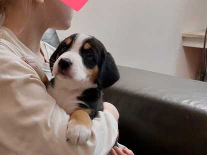 Chiots de type Bouvier de l'Entlebuch à vendre
