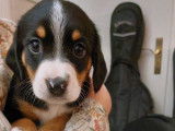 Chiots de type Bouvier de l'Entlebuch à vendre