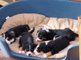 Chiots de type Bouvier de l'Entlebuch à vendre