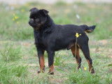 Chien adulte Griffon Bruxellois LOF noir et feu pour saillie
