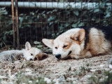À réserver 2 chiots mâles Welsh Corgi Pembroke tricolore LOF