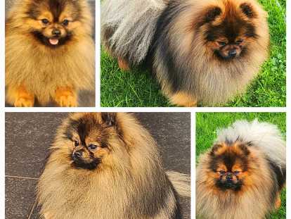 Mâle Spitz Allemand disponible pour saillie