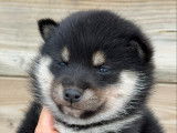 Mame shiba ( shiba inu miniature ) parents import japon