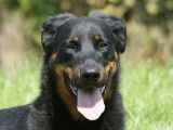 Femelle Beauceron de 5 ans à vendre