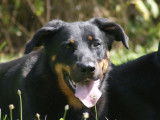 Femelle Beauceron de 5 ans à vendre