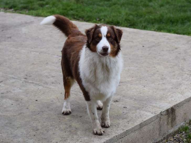 Chien Berger Australien LOF à vendre