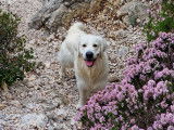 Mâle Golden Retriever blanc LOF disponible pour saillie