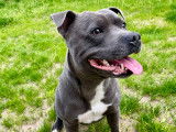 Mâle Staffordshire Bull Terrier bleu disponible pour saillie