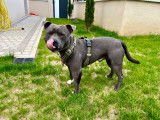 Mâle Staffordshire Bull Terrier bleu disponible pour saillie