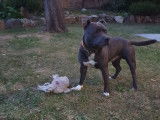 Mâle Staffordshire Bull Terrier bleu disponible pour saillie