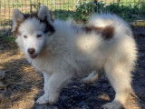 Chiots Pomsky F4 à vendre