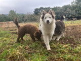 Chiots Pomsky F4 à vendre