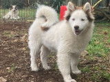 Chiots Pomsky F4 à vendre