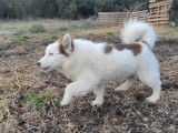 Chiots Pomsky F4 à vendre