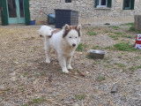 Chiots Pomsky F4 à vendre