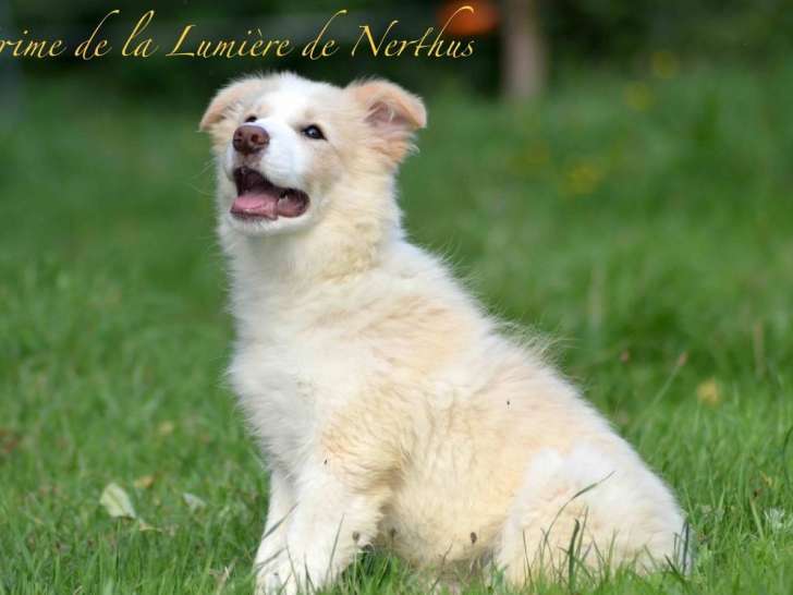 Chiot mâle Border Collie LOF au pelage red australien en vente
