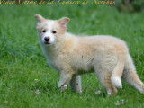 Chiot mâle Border Collie LOF au pelage red australien en vente