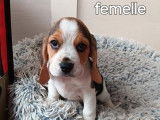 À réserver 2 chiots femelles Beagles LOF