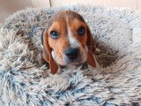 À réserver 2 chiots femelles Beagles LOF