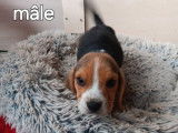 À réserver 2 chiots femelles Beagles LOF