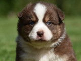 7 chiots Bergers Australiens disponibles à la vente (LOF)