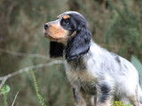 À acheter 4 chiots Cockers Anglais LOF bicolores