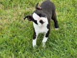 Des chiots Boston Terriers disponibles à la réservation (LOF)