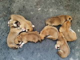 À réserver 4 chiots Akita Inu roux LOF