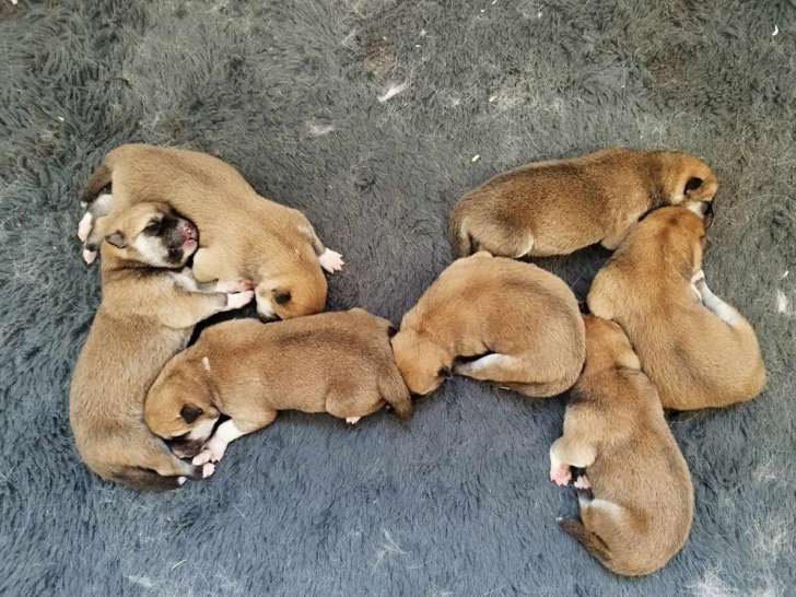 À réserver 4 chiots Akita Inu roux LOF