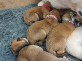 À réserver 4 chiots Akita Inu roux LOF