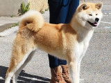 À réserver 4 chiots Akita Inu roux LOF