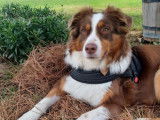 Femelle Berger Australien disponible pour saillie