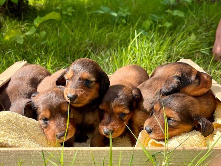 Des chiots Teckels à poil long marron et feu à réserver