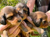 Des chiots Teckels à poil long marron et feu à réserver