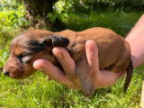 Des chiots Teckels à poil long marron et feu à réserver