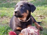 11 chiots Beaucerons LOF disponibles à la réservation