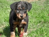 11 chiots Beaucerons LOF disponibles à la réservation